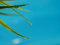 Water drops on blades of green grass on a blue background Royalty Free Stock Photo