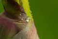 Water drops on the bloom. wet iris flower after rain with rain d Royalty Free Stock Photo