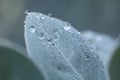 water drops on blue-green acacia leaf