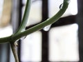 Water drops on a branch of golden pothos.