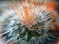 Water drops on cactus needles in macro photography Royalty Free Stock Photo