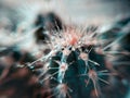 Water drops on cactus needles in macro photography Royalty Free Stock Photo