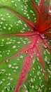 Water drops on the caladium leaf, just after the rain Royalty Free Stock Photo