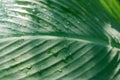 Water drops on Canna Lilly big Leaves Royalty Free Stock Photo