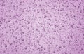 Water drops on car surface in purple tone Royalty Free Stock Photo