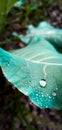 Water drops on cauliflower leaves Royalty Free Stock Photo