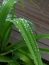 Water drops cling to the leaves of a daylily after a rain. Royalty Free Stock Photo