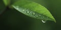 Water drops cling to the surface of a leaf as it falls from a branch, water drop, falling leaf, natural Royalty Free Stock Photo