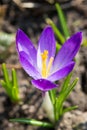 Crocus Saffron flower close up Royalty Free Stock Photo