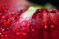 Water drops close up macro shot on red flower Royalty Free Stock Photo