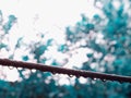 Water drops closeup on electric wire at sky leaves Royalty Free Stock Photo