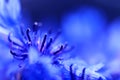 water drops on a cornflower, background with coloring Royalty Free Stock Photo