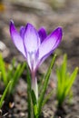 Crocus Saffron with water drops on petals Royalty Free Stock Photo