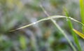 Water Drops on a curved green rice leaf in the early winter morning with selective focus Royalty Free Stock Photo