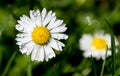 Water drops on daisy flower Royalty Free Stock Photo