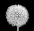 Water drops on a dandelion isolatet on black Royalty Free Stock Photo