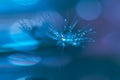 Water drops on a dandelion . Macro of a dandelion on a blue background.