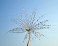 Dew drops on a part of dandelion - isolated against the blue sky Royalty Free Stock Photo