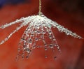 Water drops on dandelion seed - isolated on a dark red background Royalty Free Stock Photo