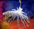 Water drops on dandelion seed - isolated on a multicolor background Royalty Free Stock Photo