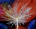 Water drops on dandelion seed - isolated on a multicolor background Royalty Free Stock Photo