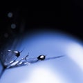 Water Drops On Dandelion Seeds
