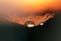 Water drops on a dandelion seeds close up. Morning dew at sunrise. Royalty Free Stock Photo