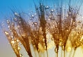 Water drops on a dandelion seeds close up. Royalty Free Stock Photo