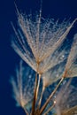 Water drops on dandilion seeds Royalty Free Stock Photo