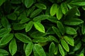 Water drops on dark foliage green leaf after rain Royalty Free Stock Photo