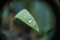 Water drops on a day-lily leaf Royalty Free Stock Photo