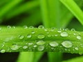 Water drops on daylily leaves after the rain Royalty Free Stock Photo