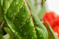 Water drops or dew on a large green leaf of a plant close-up. Streaks, arteries and the structure of the plant to the light Royalty Free Stock Photo