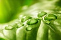Water drops of dew in the morning on green leaf close up Royalty Free Stock Photo