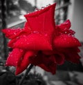 WATER DROPS DROPLETS ON RED ROSE RAIN RAINING BLACK AND WHITE BACKGROUND Royalty Free Stock Photo