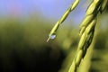 Water drops on an ear of green wheat in field with dew drop in the morning. Closeup of young green paddy background. Rice paddy. Royalty Free Stock Photo