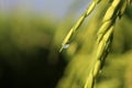 Water drops on an ear of green wheat in field with dew drop in the morning. Closeup of young green paddy background. Rice paddy. Royalty Free Stock Photo