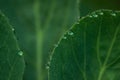 water drops on edge of the green leaf Royalty Free Stock Photo