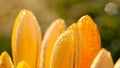 Water drops ellow crocus flowers macro detail