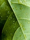 Water drops are falling on the green leaves and the light is being reflected Royalty Free Stock Photo