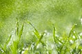 Water drops falling on lush green grass Royalty Free Stock Photo