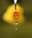 Water Drops Falling with narcissus inside Royalty Free Stock Photo