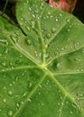 water drops falling on Philodendron leaves. This leaf is a type of plant from the Araceae tribe, which has many species.