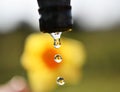 Water Drops Falling with narcissus inside Royalty Free Stock Photo