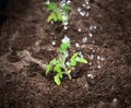 Water drops falling on tomatoe seedling Royalty Free Stock Photo