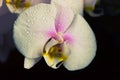 Water drops falling on white orchid Royalty Free Stock Photo