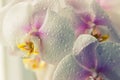 Water drops falling on white orchid Royalty Free Stock Photo