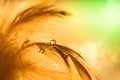 Water drops on a feather of gold color.Beautiful artistic macro., abstract natural background, artwork. Decorative background for