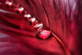 Water drops on feather macro photography Royalty Free Stock Photo