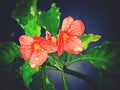 Water drops on Firecracker flowers in rainy season at garden in home